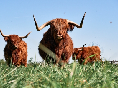 Schotse Hooglander - De Zonnegloed - Dierenpark - Dieren opvangcentrum - Sanctuary